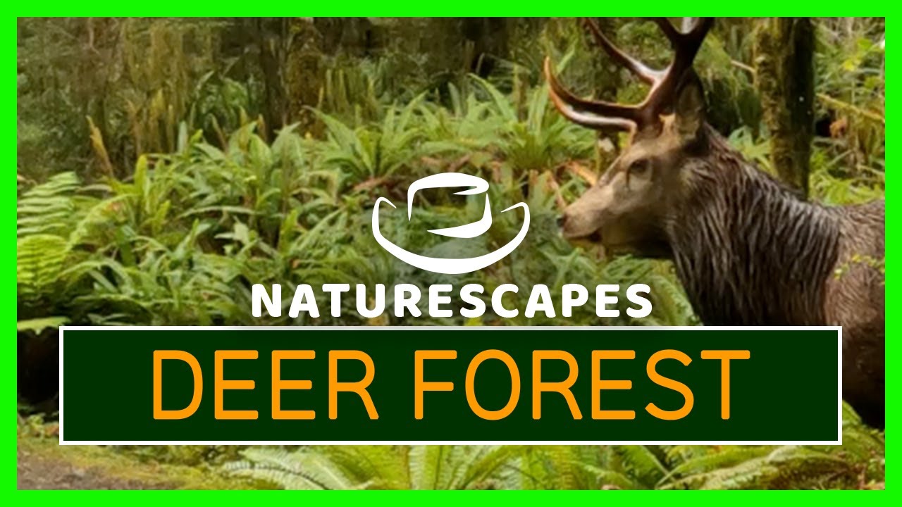 Real Nature Sounds 4K – Kepler Track NZ | Red Deer Roar, Birdsong, & Forest Ambience