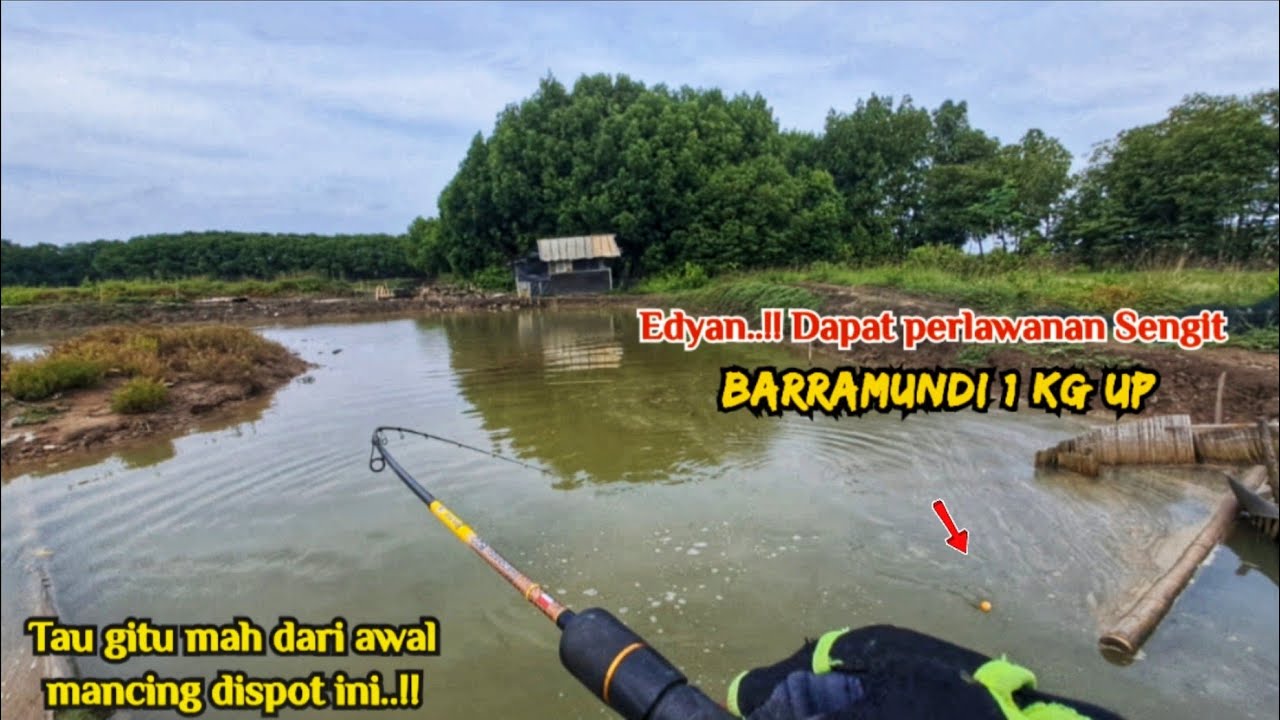 Hadeeh..!! Jadi nyesel gak mancing dari awal dipintu air ini//mancing kakap ditambak