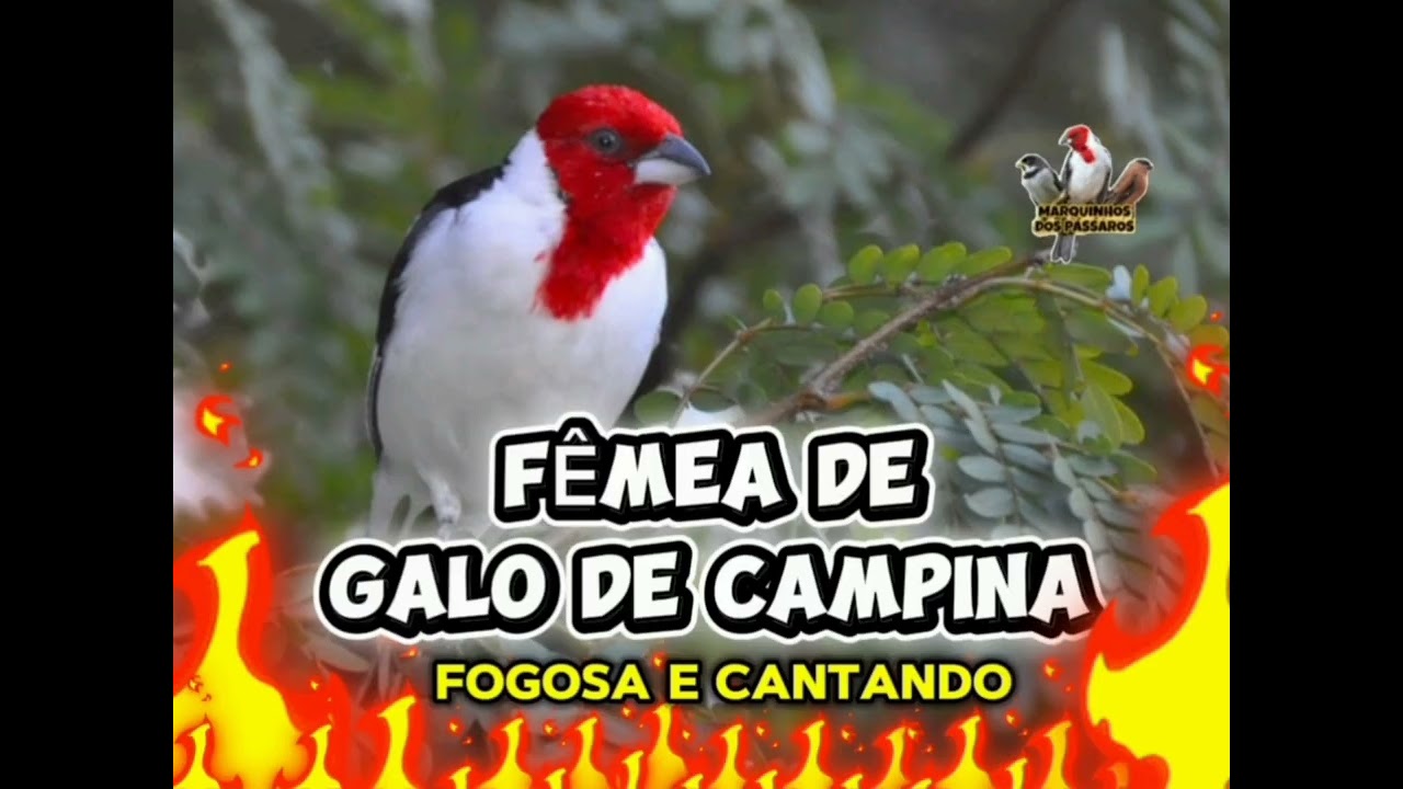 FÊMEA DE GALO DE CAMPINA - FÊMEA FOGOSA E CANTANDO PRA ESQUENTAR MACHO.