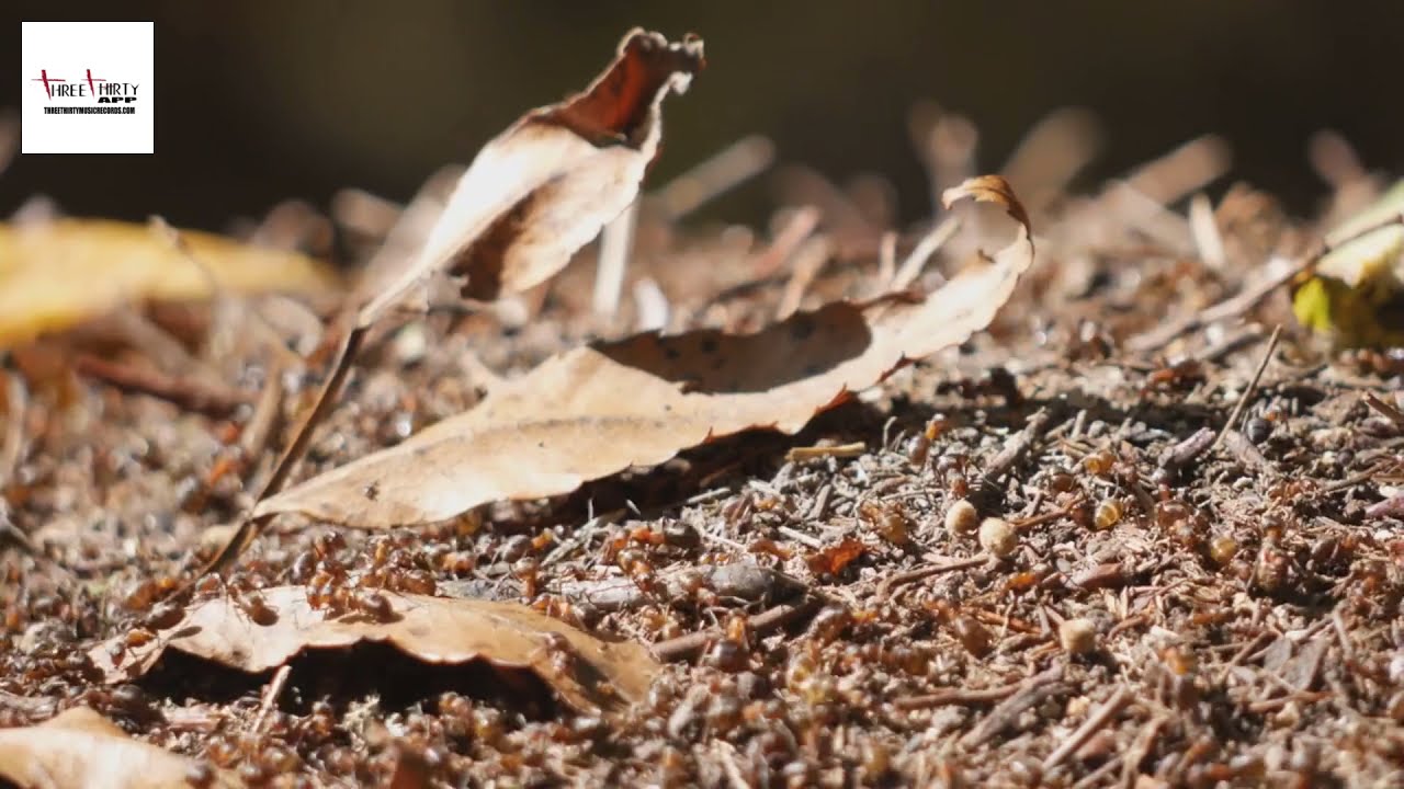 Ants Family Formicidae #Antsfamilyfomicidae #threethirtybusinessapp #threethirtytv @ThreeThirty