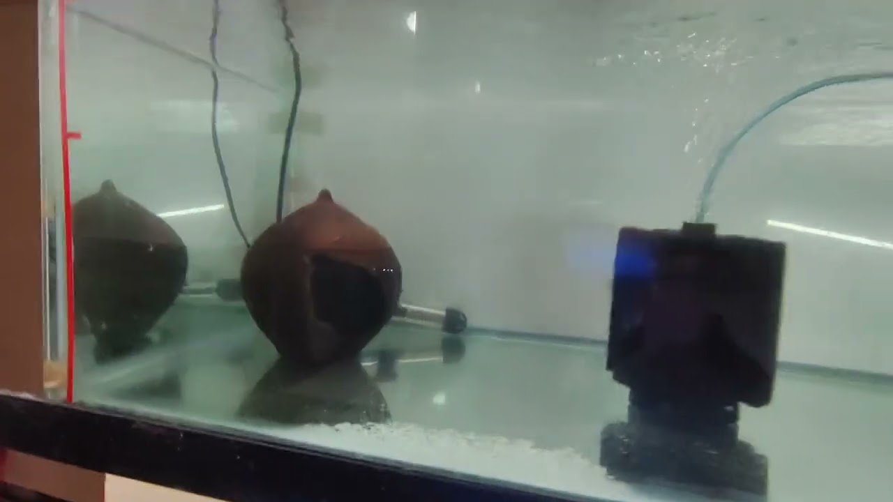 Albino Heckli Breeding Set-up