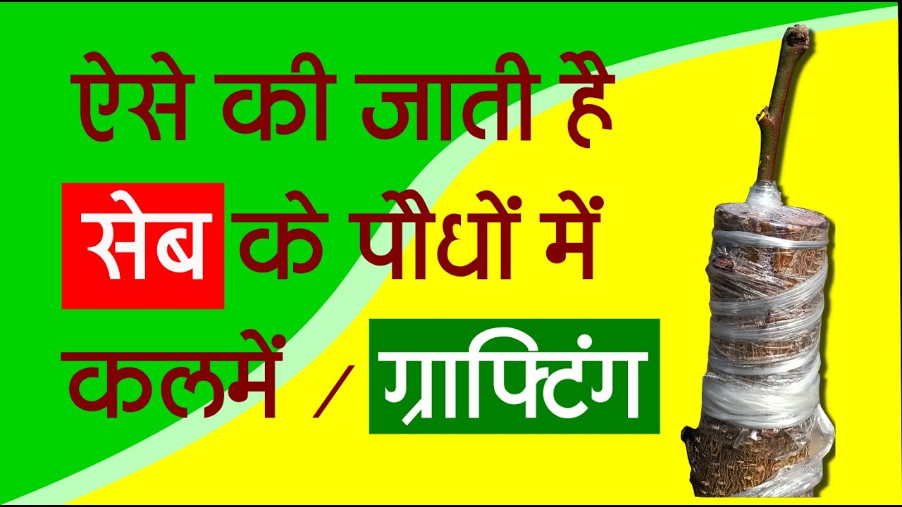 सेब, नाशपाती, पल्म में ऐसे की जाती है कलमें | Grafting methods in fruits trees.