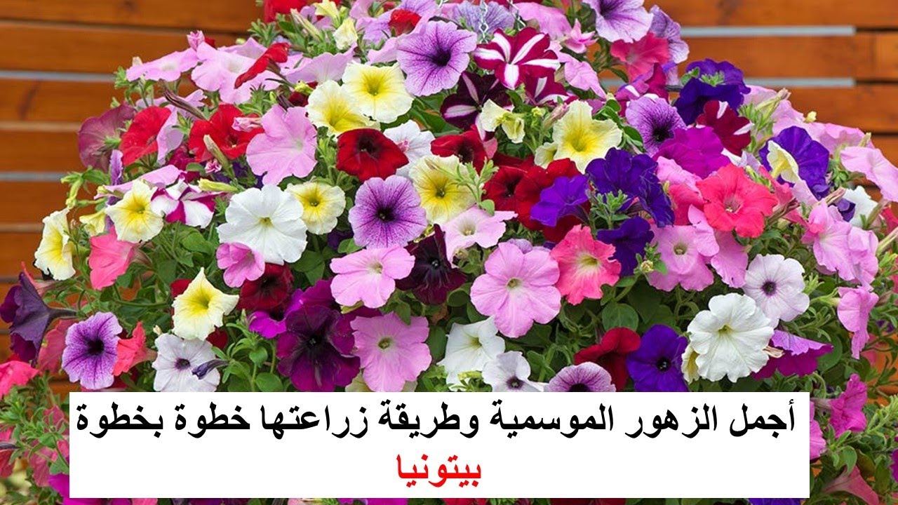 زراعة البيتونيا من البذور خطوة بخطوة 😍 وأسرار نجاحها  ✅#بيتونيا