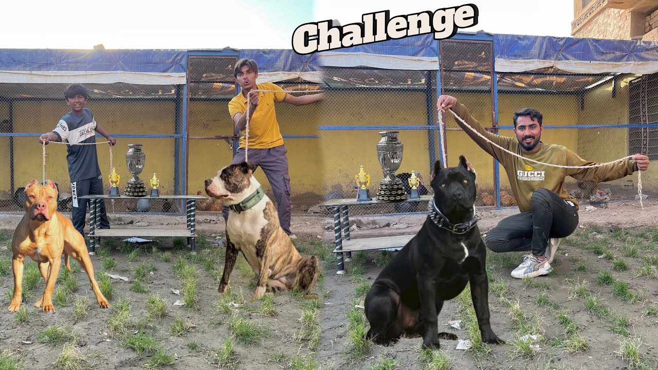 Dog  🐕 Ka Heavy Challenge Hone Ja Raha Hai Pet House 🏠 Mein 😇