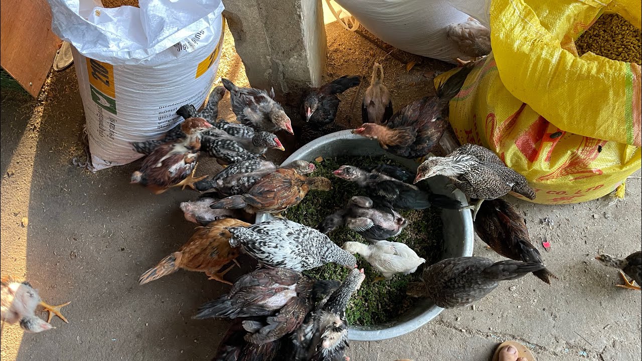 ចង់ចិញ្ចឹមសត្វបានចំណេញគឺយើងត្រូវធ្វើអណាមៃទ្រុងអោយបានល្អ ហើយចេះប្រើថ្នាំនិងវ៉ាក់សាំង