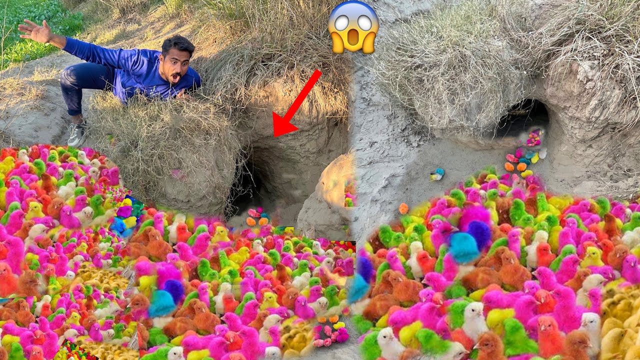Fox Ki Hole Main Colourfull Chicks 🐥 Kaise Agya 😱