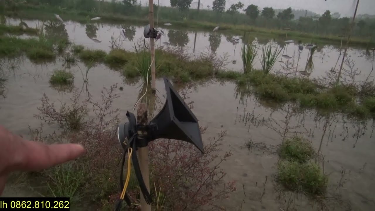 Cặp loa đánh te, đuôi xòe anh em đang đặt nhiều