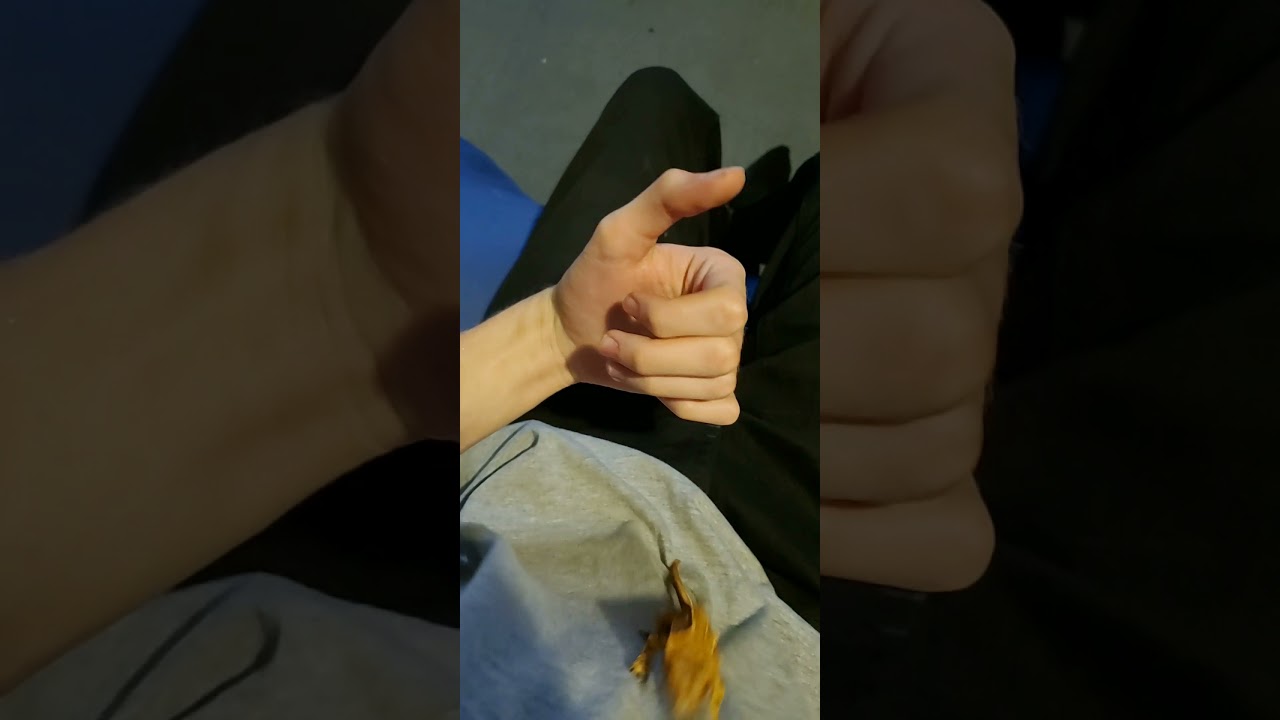 Crested Gecko Jump