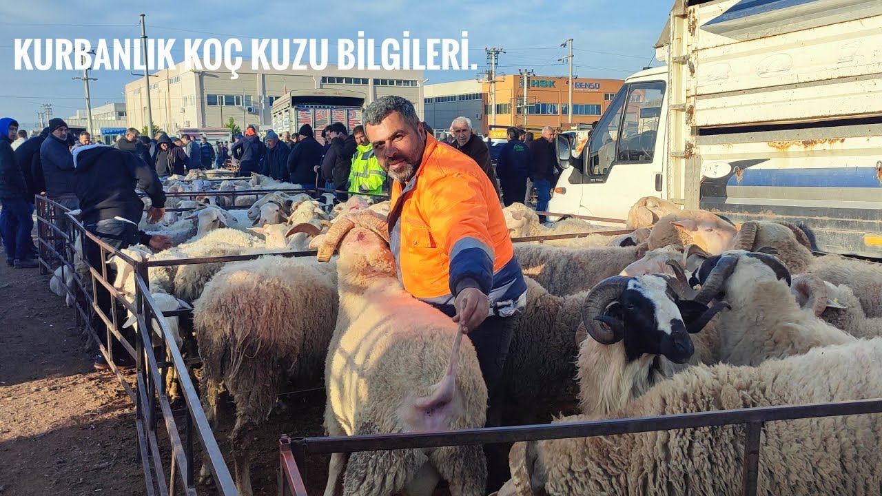 TORBALI HAYVAN PAZARINDA 20 BİN TL'YE KOYUN SATILIYOR.