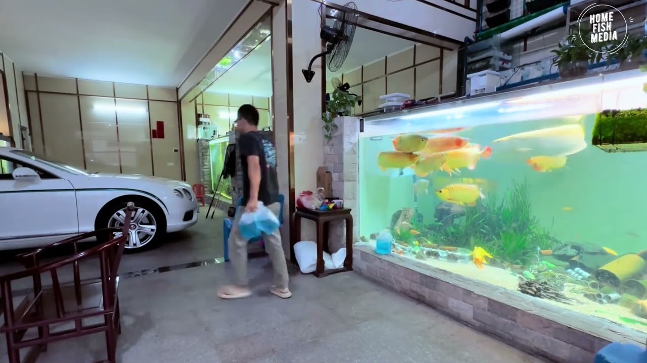 Unbelievable Aquarium Setup: Betta Fish, Goldfish, Tropical and Koi Fish Care Tips #790