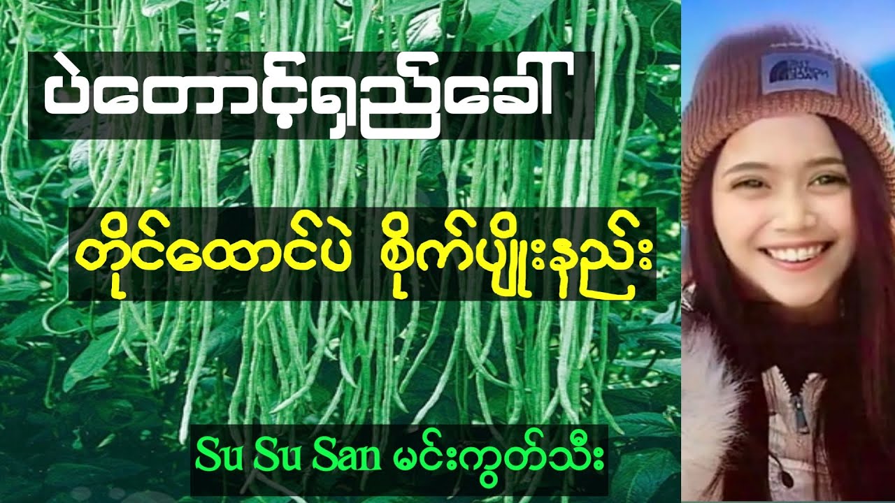 စီးပွားဖြစ်ပဲတောင့်ရှည်ခေါ်တိုင်ထောင်ပဲစိုက်ပျိုးနည်း