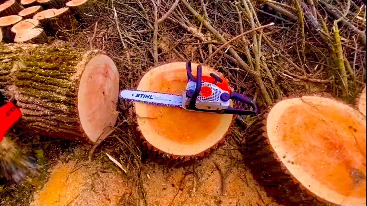Пилим дрова в лесу штиль 180 ,огромная ракита распиливаем STIHL-180 ,Могилёв 5,5