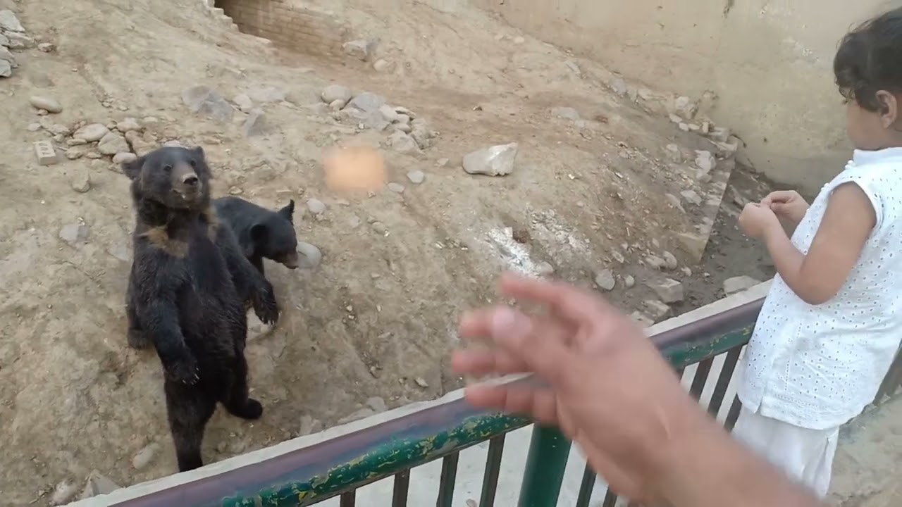 Lahore  Zoo safari park zoo  new animals 024@#025#