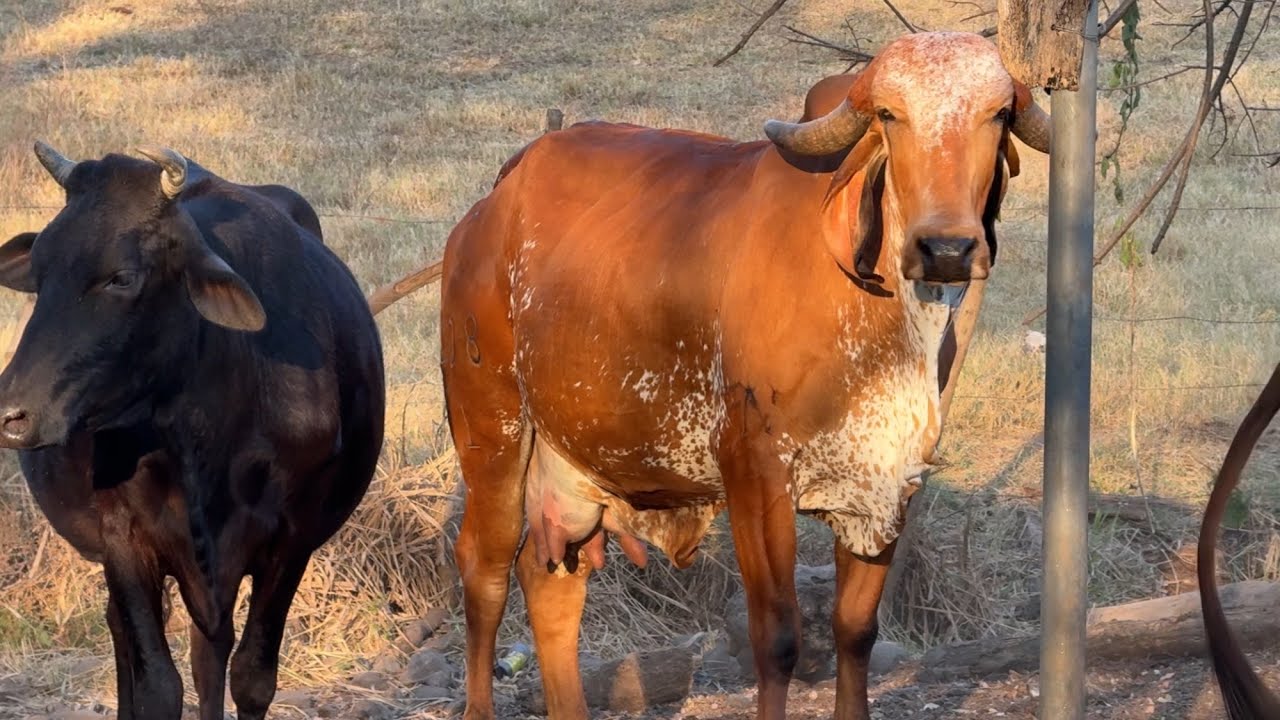 Vaca gyr ya le falta poco para parir también 