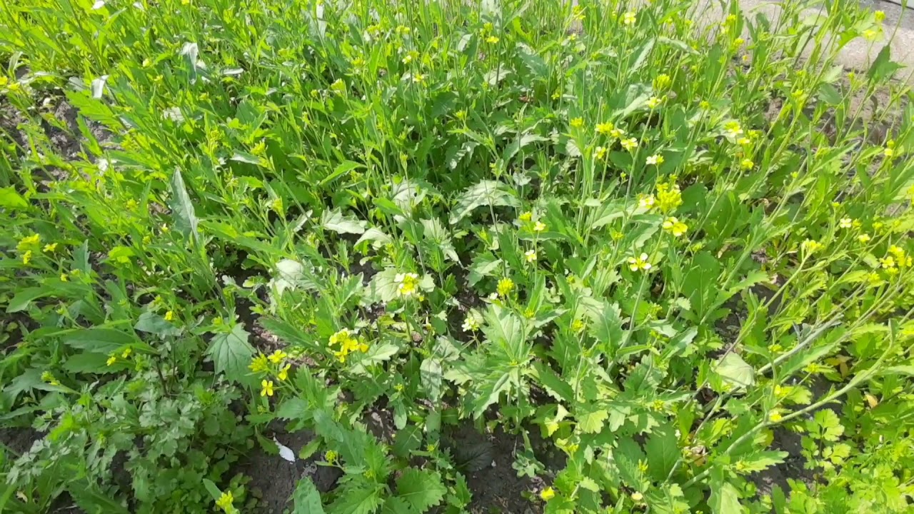 Lai tree in the back of my house. Mustard flowers.আমার ঘরের পিছনে লাই গাছের সরিষার ফুল।