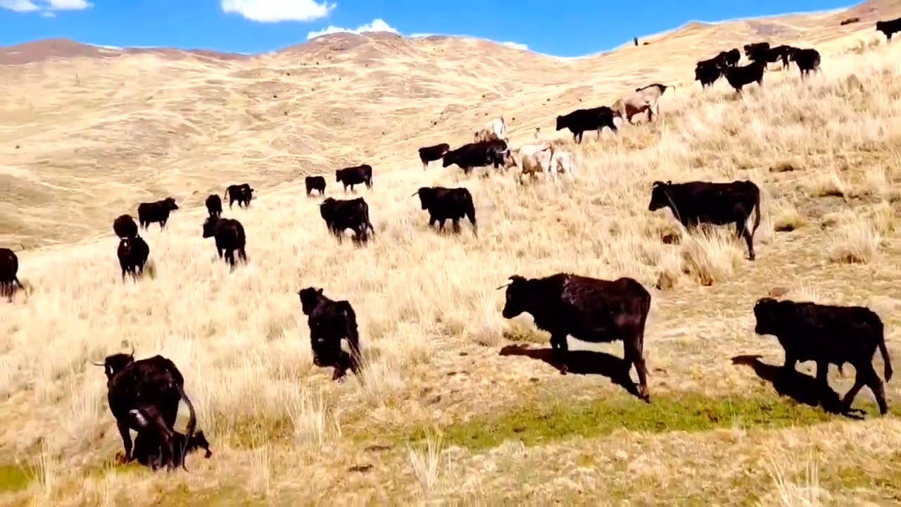Fundo Santa Rosa Achaco Melgar Puno Perú 👏👏