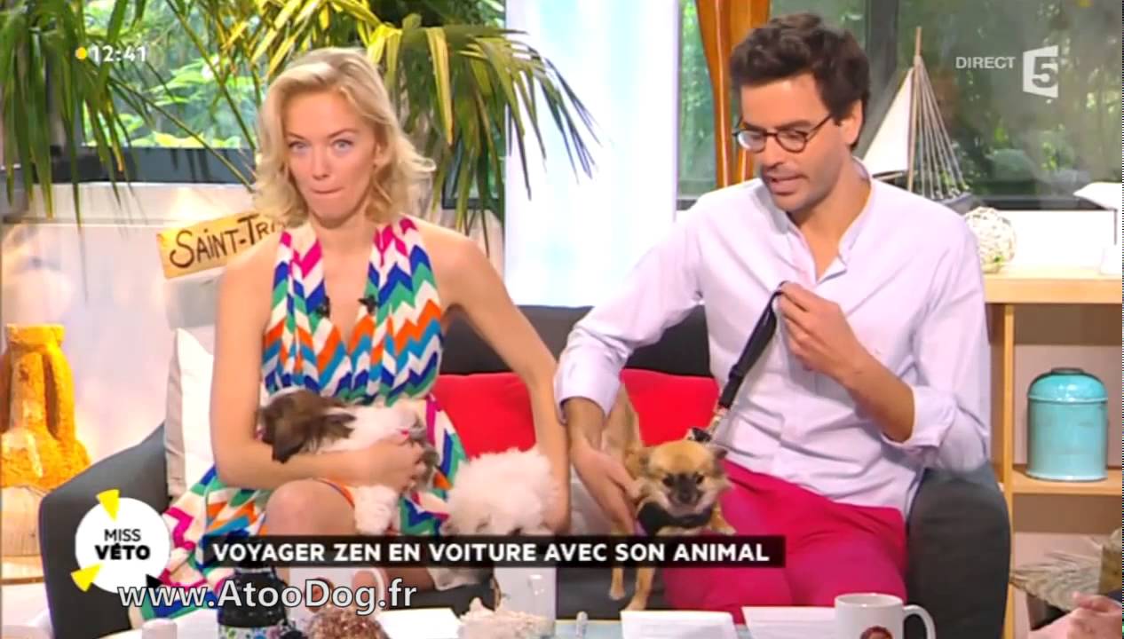 Transport de chien en voiture   France 5 28 05 2014