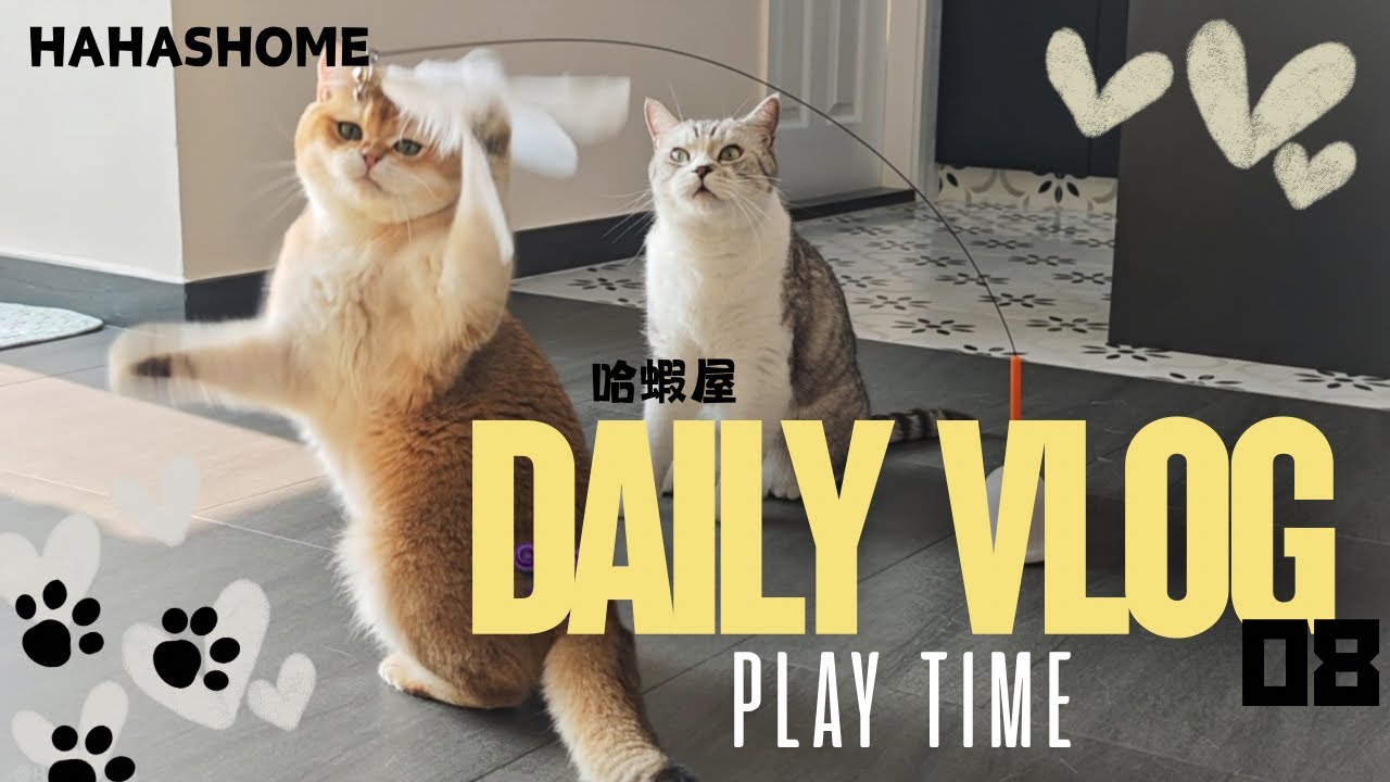 羽毛逗貓棒😺 玩具自己玩 👀 可愛貓貓純玩樂片💕 #dailyvlog 08 #catshome #britishshorthair #英短 #貓咪日常#cutecatvideosfunny 
