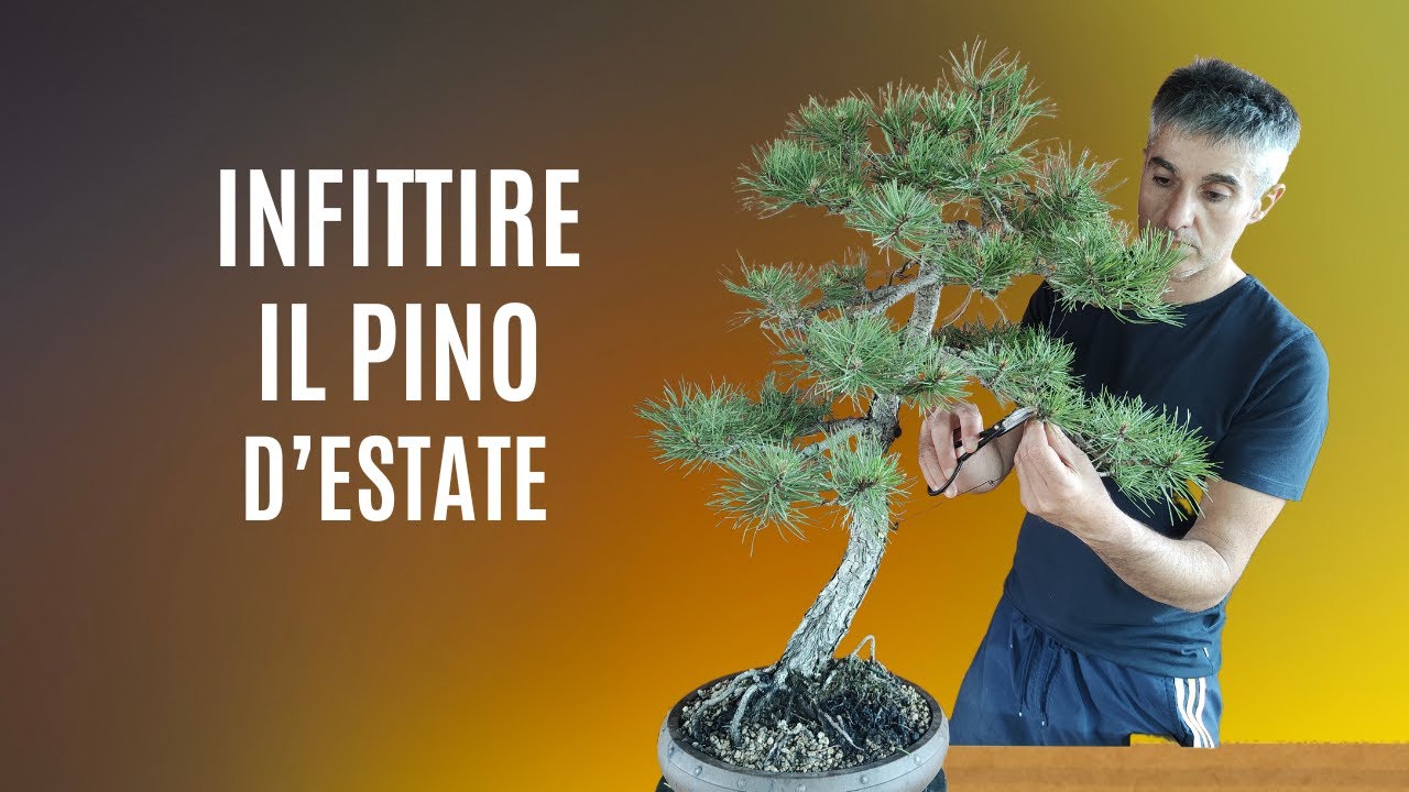 COME FARE ARRETRARE gli AGHI sul PINO NERO BONSAI