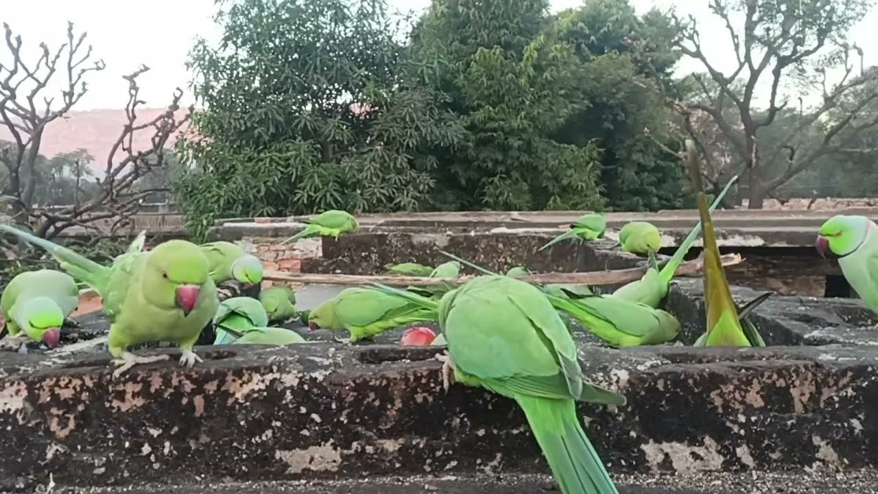 Pyare pyare parrot 🦜 dana kha rhe h 