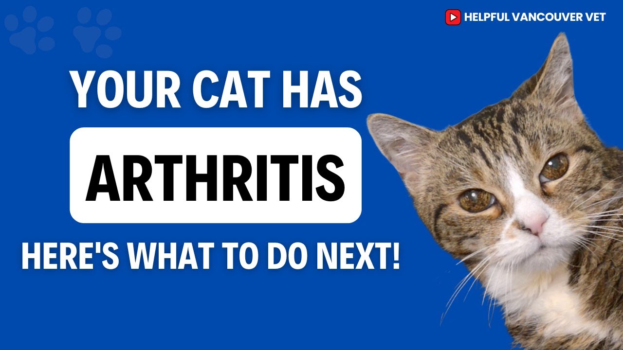 How to treat arthritis in cats