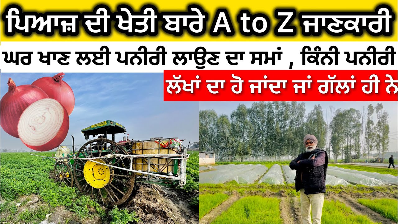 ਪਿਆਜ਼ ਦੀ ਖੇਤੀ ਬਾਰੇ ਡੂੰਘੀ ਜਾਣਕਾਰੀ ,  ਕਿਹੜੀ ਕਿਸਮ , ਨਦੀਨ ? All about onion farming , onion nursery