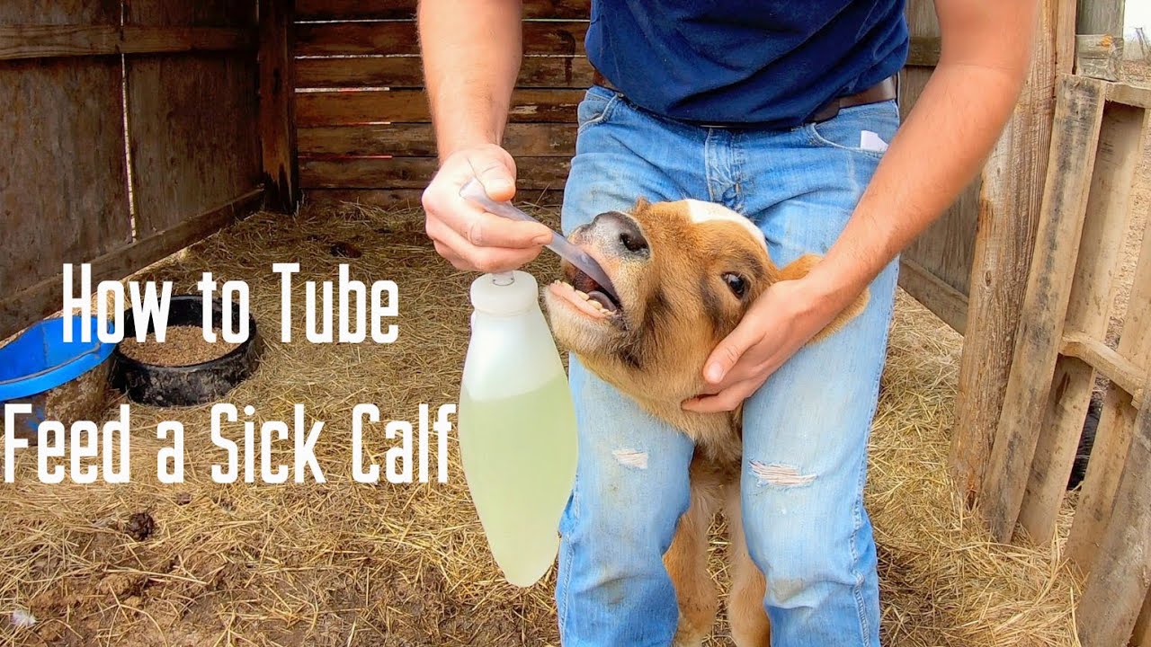 How to Tube Feed a Sick Calf