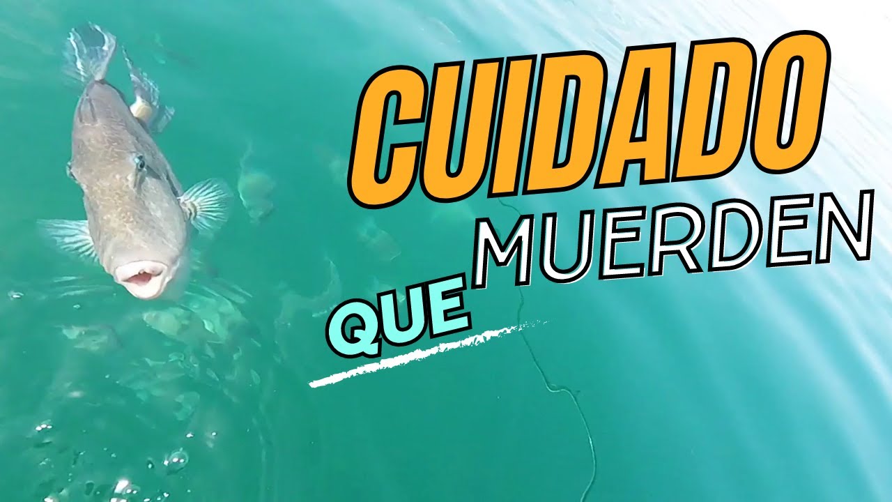 🎣PESCA EN KAYAK. PECES DE AGOSTO: ¡CUIDADO QUE MUERDEN! 🦈😱