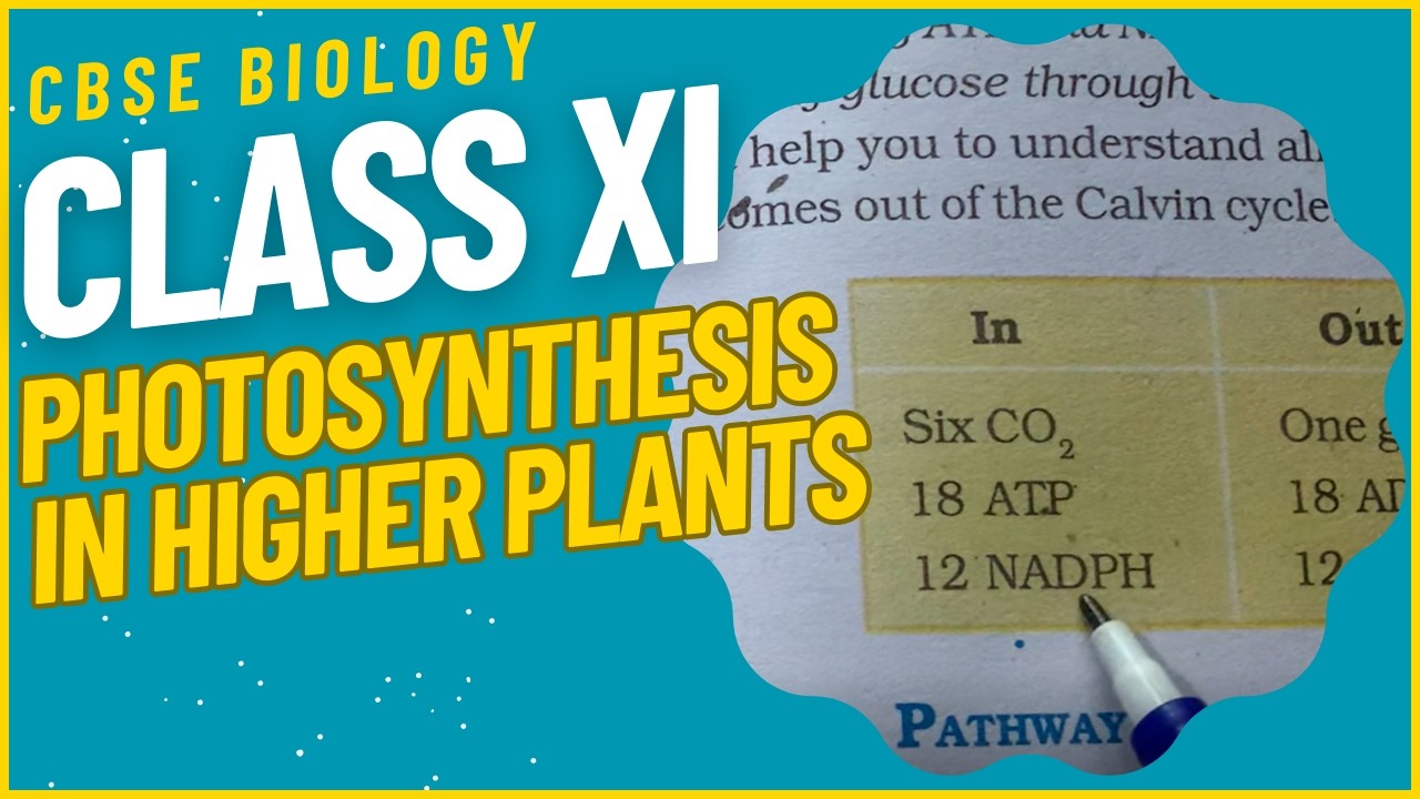 CLASS XI NCERT Tutorial: Photosynthesis in Higher Plants || Biology || CBSE