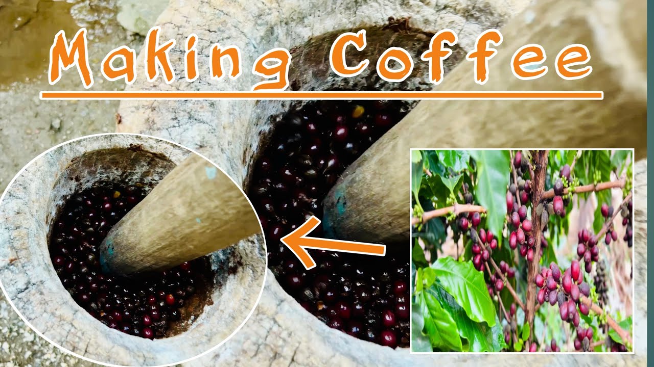 गाउमा कफी टिपेर कफी बनाउन लाई तयारी गर्दै है guys// @ChemjongVlog50 #coffee #viralvideo #nature