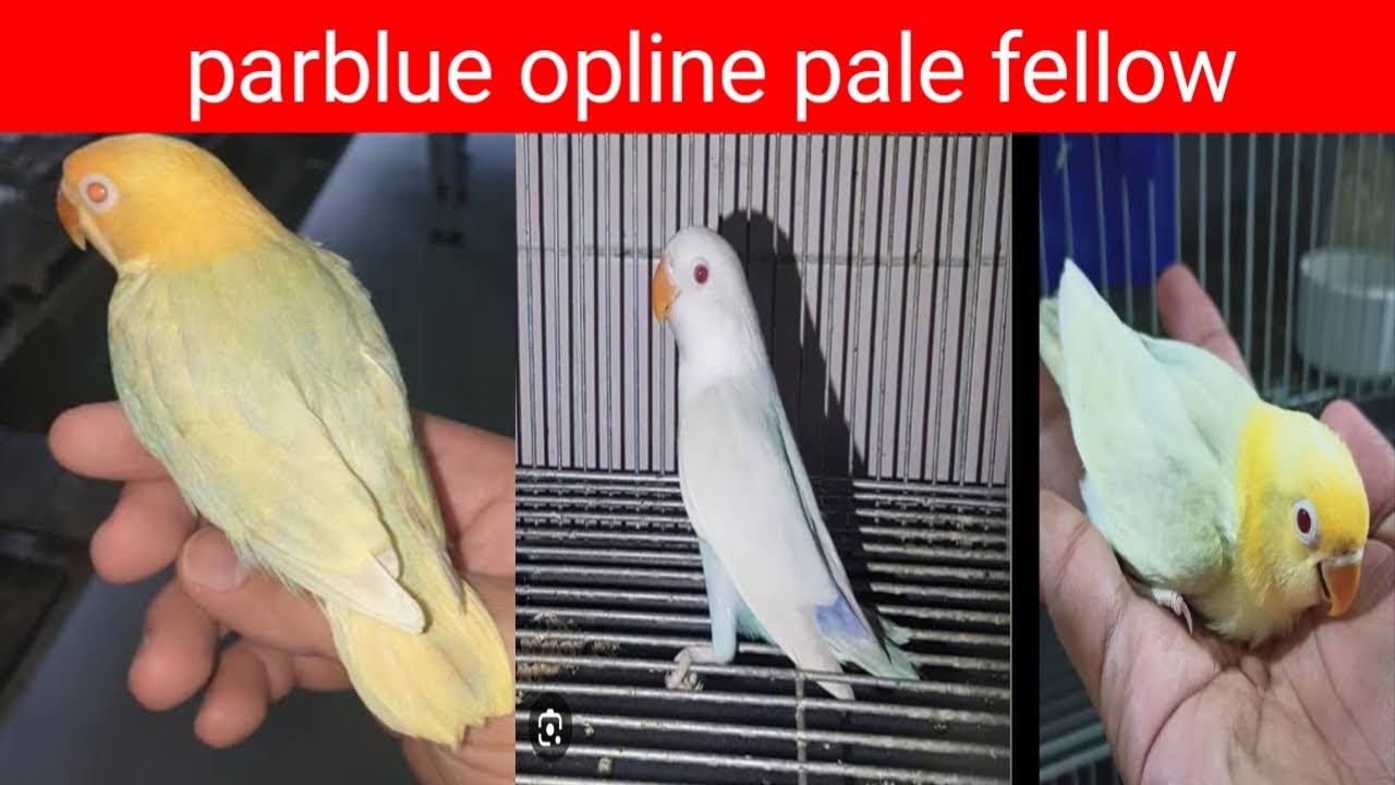 how to produce parblue pale fallow how to produce parblue opaline pale fallow how to produce parblue