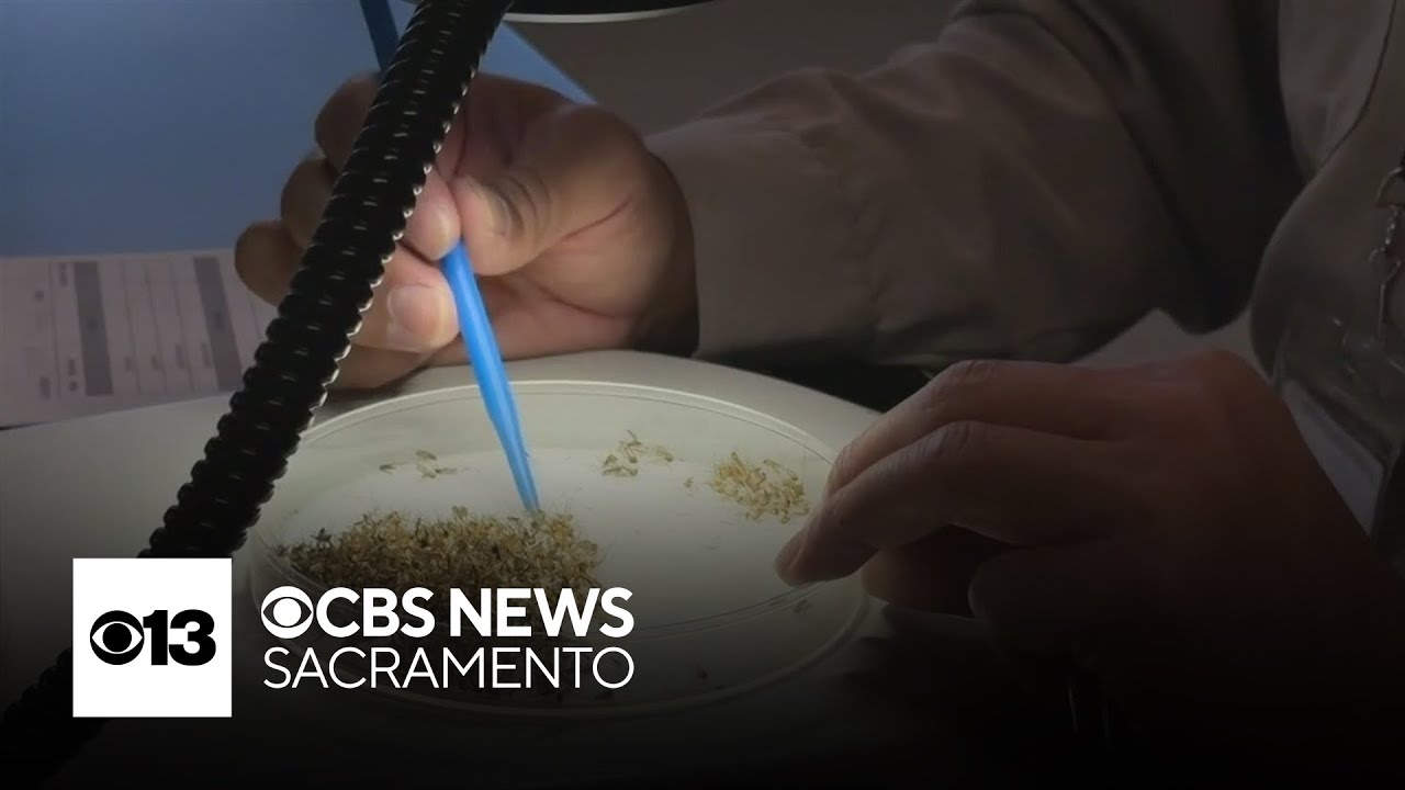 San Joaquin County officials detects its first West Nile case of the year