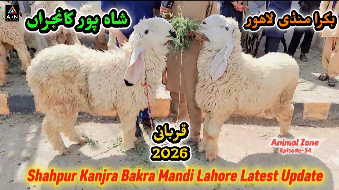 Shahpur Kanjra Bakra Mandi Lahore Latest Update (قربانی 2026 کےلئے جانور) Goats & Sheep for Qurbani