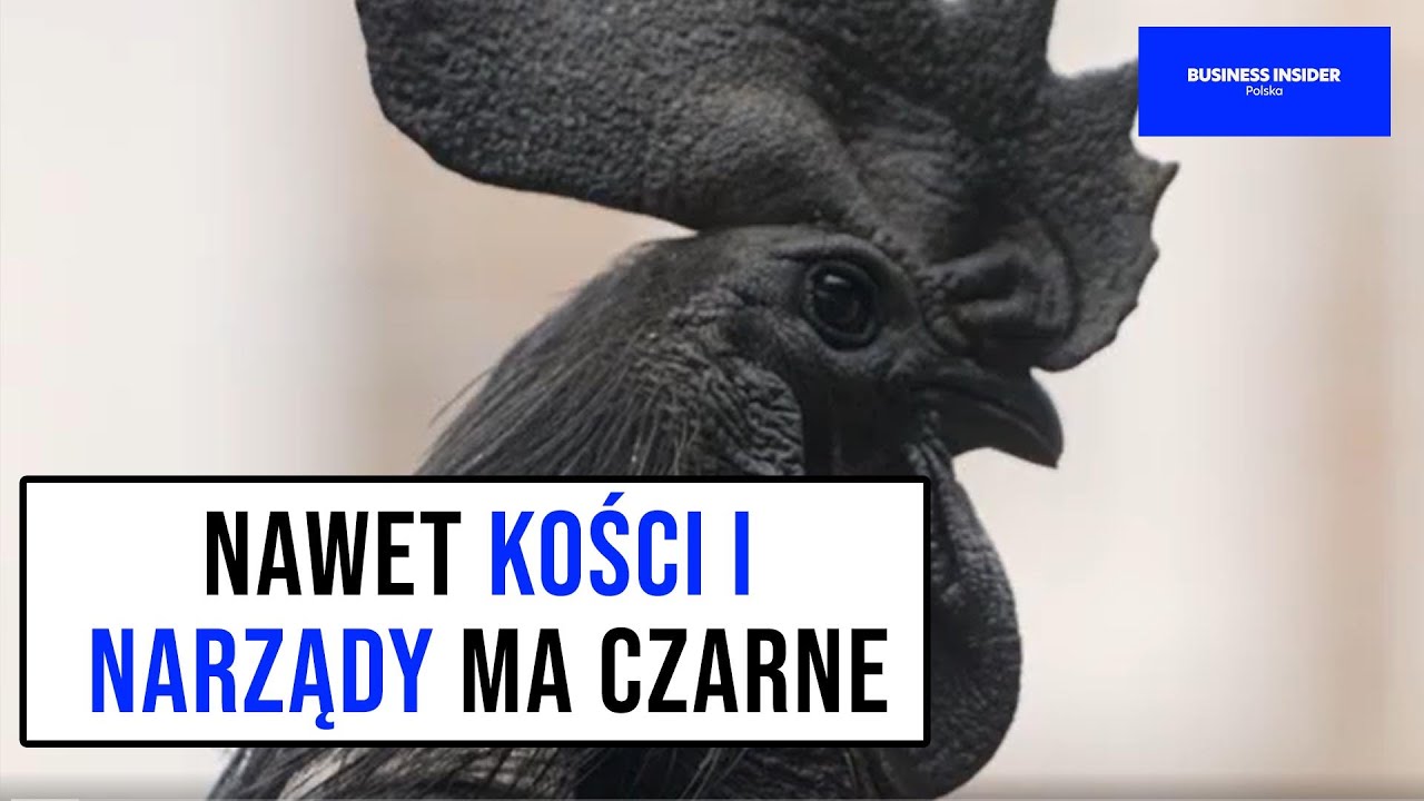 Dlaczego kury AYAM CEMANI są takie drogie? | Business Insider Polska