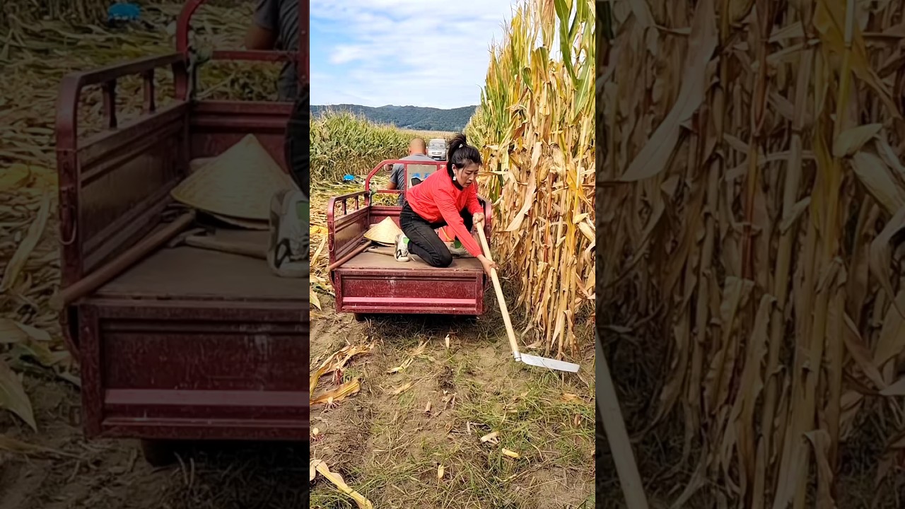 Modern Agricultural Technique | Super Fast Tools for Rural Farmer #shorts #satisfying #ytshorts