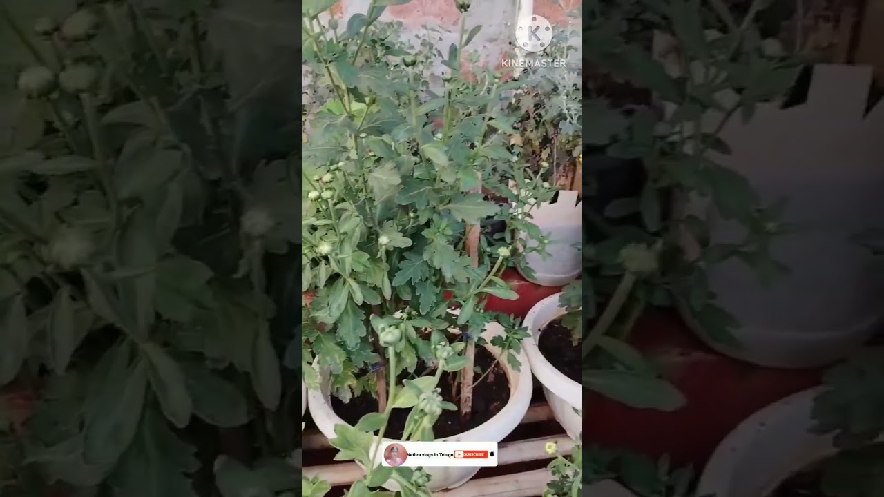 Home made fertilizer for chamanthi plants #youtubeshorts #shorts #nethravlogsintelugu
