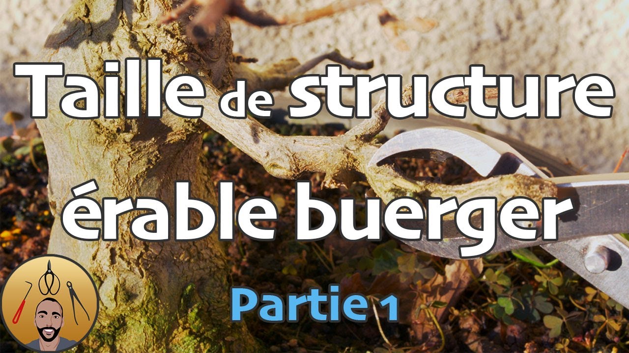 TAILLE de STRUCTURE d'un ERABLE BUERGER BONSAI (EB - P1) 🌳AFDB🌳