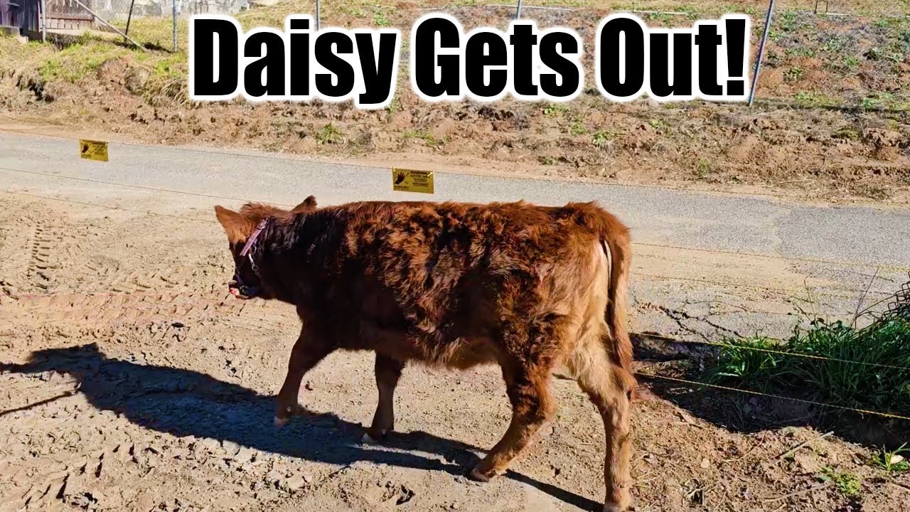 Finishing the Pasture Fence and Taking Daisy for Her First Walk!