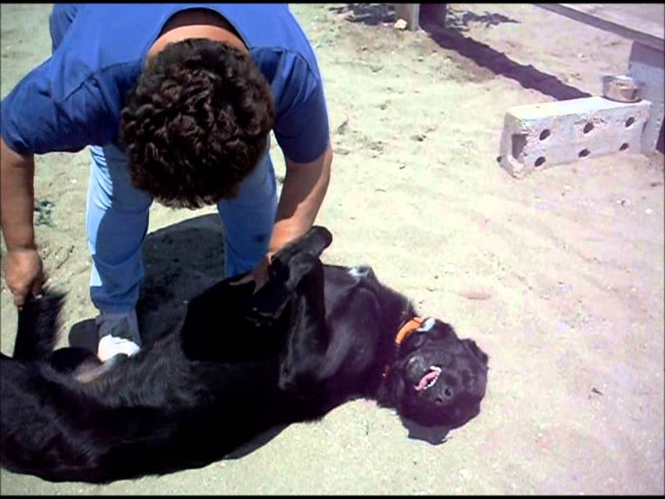 Animalinneed: Video of Makker