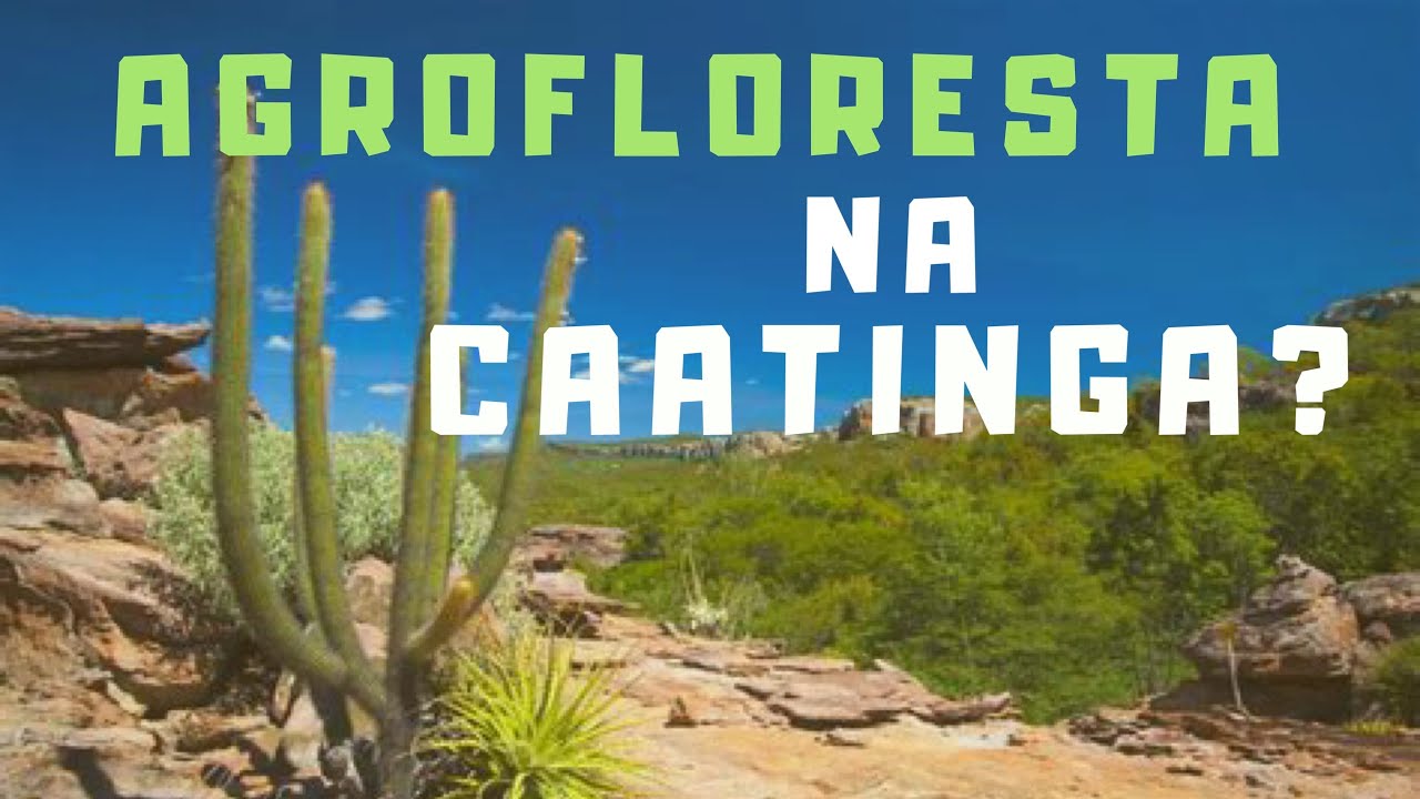 Agrofloresta do Futuro - Agrofloresta na Caatinga: Marsha Hanzi Epicentro Marizá; 17/49