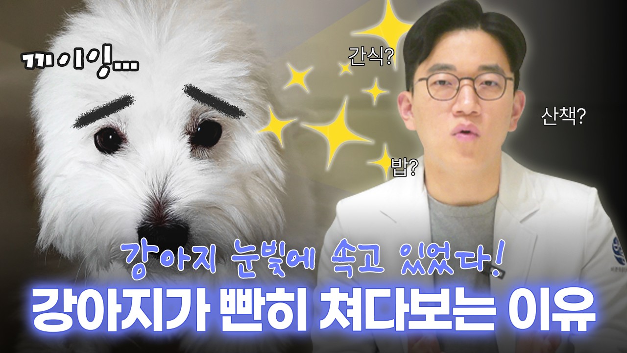 강아지가 눈을 빤히 쳐다보는 충격적인 이유!