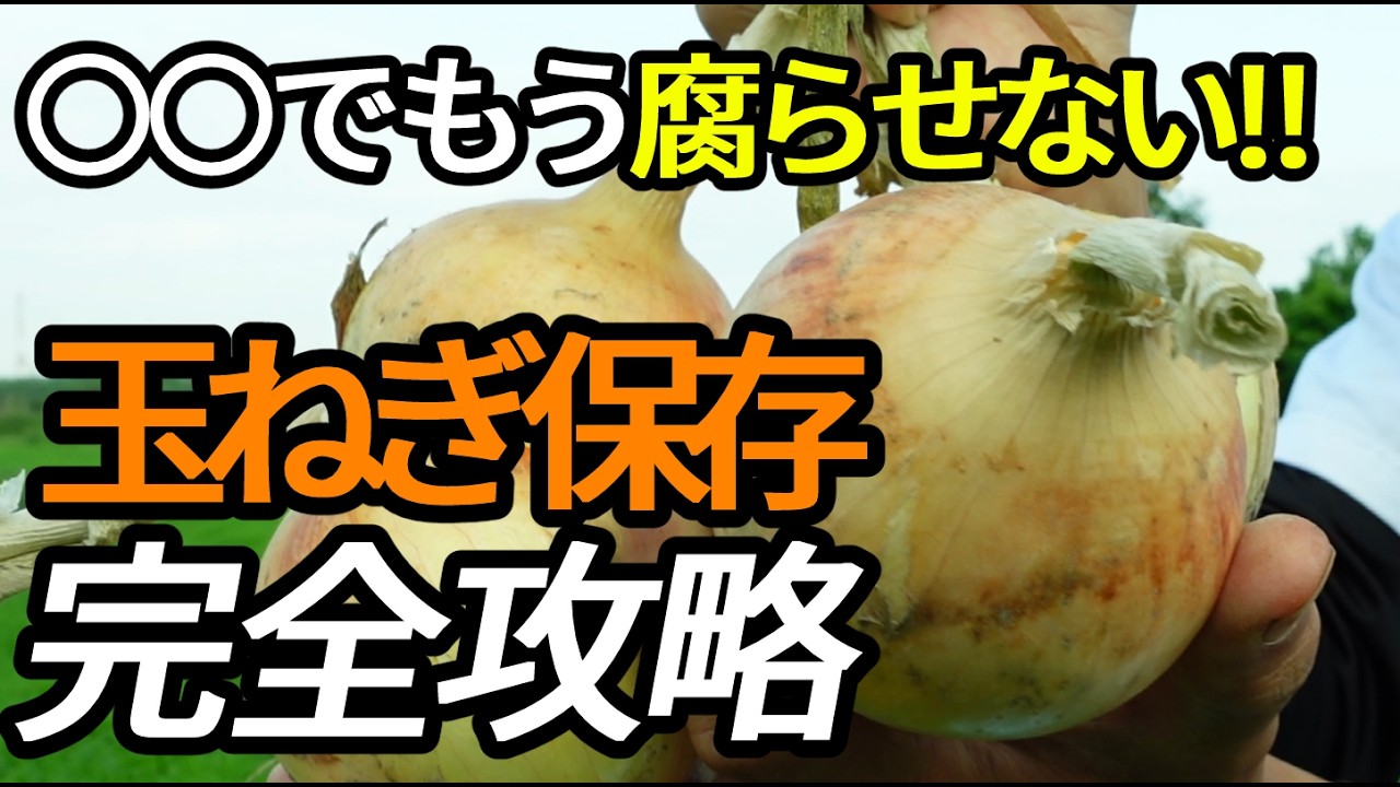過去最高の収穫量‼3倍腐らない保存ｘ品種ｘ予防で玉ねぎをなが～く保存‼来年も大豊作にするべと病予防、6月から収穫できる品種、一番豊作になる収穫タイミングを見極める方法