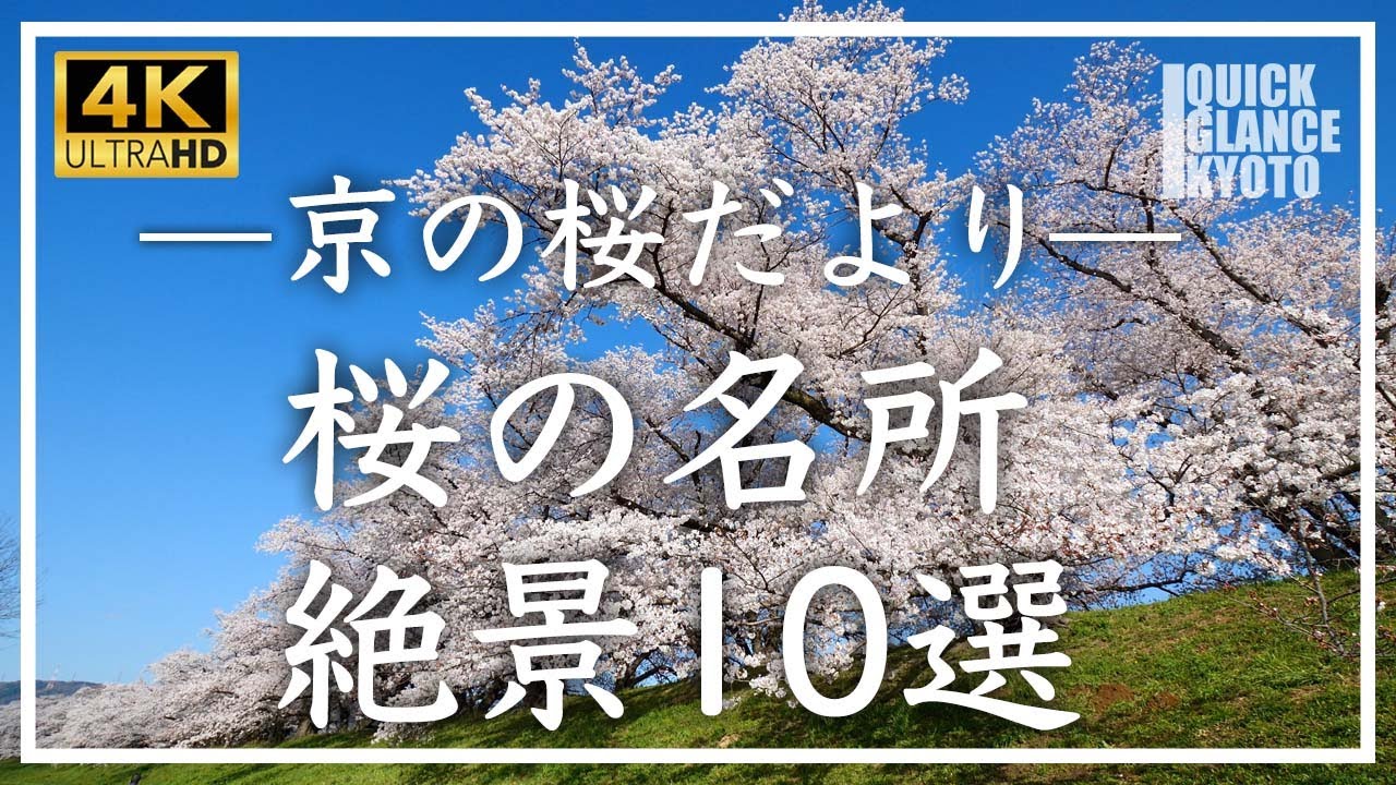 桜の名所ベスト10〜 京都の桜を一足早くご覧ください。醍醐寺, 背割堤, 祇園白川, 毘沙門堂, 六角堂, 清水寺, 平安神宮,山科疏水[No.292] #桜