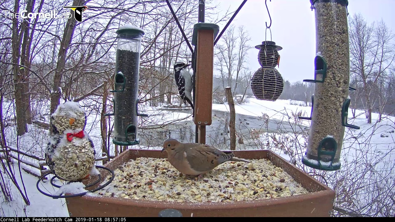 Snowy Morning Brings Plenty Of Visitors To Cornell Feeders – Jan. 18, 2019