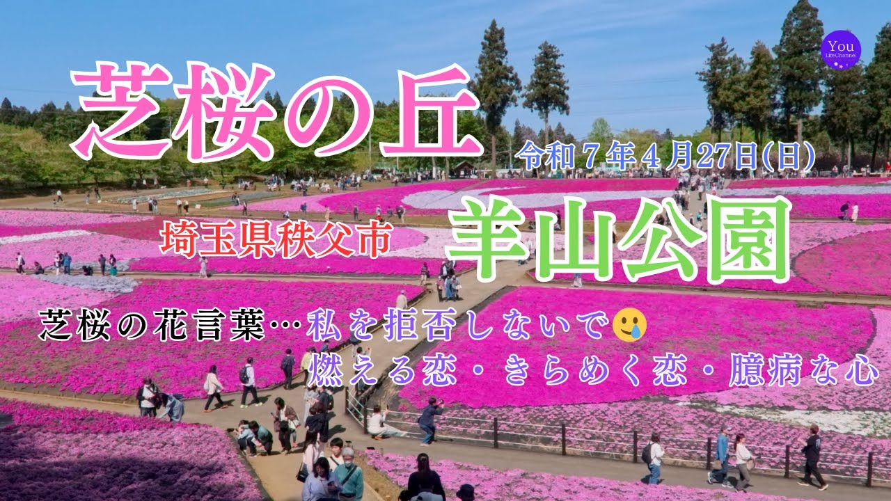 【芝桜・羊山公園・聖神社・秩父】日帰り旅！羊山公園に芝桜を観に行った。自然のキャンパス！聖神社に参拝。お金に愛される人生とは？