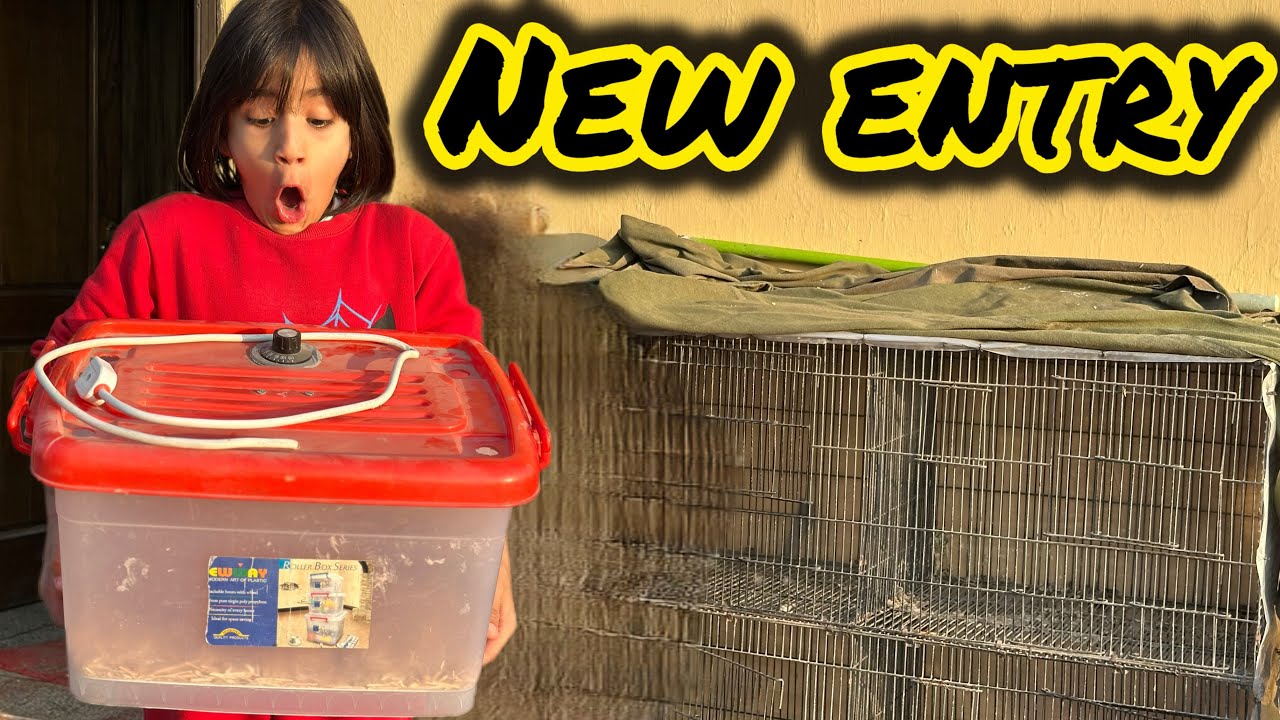 Exotic Parrot 🦜 Ka Baby Aya Mini Zoo Mein 😱