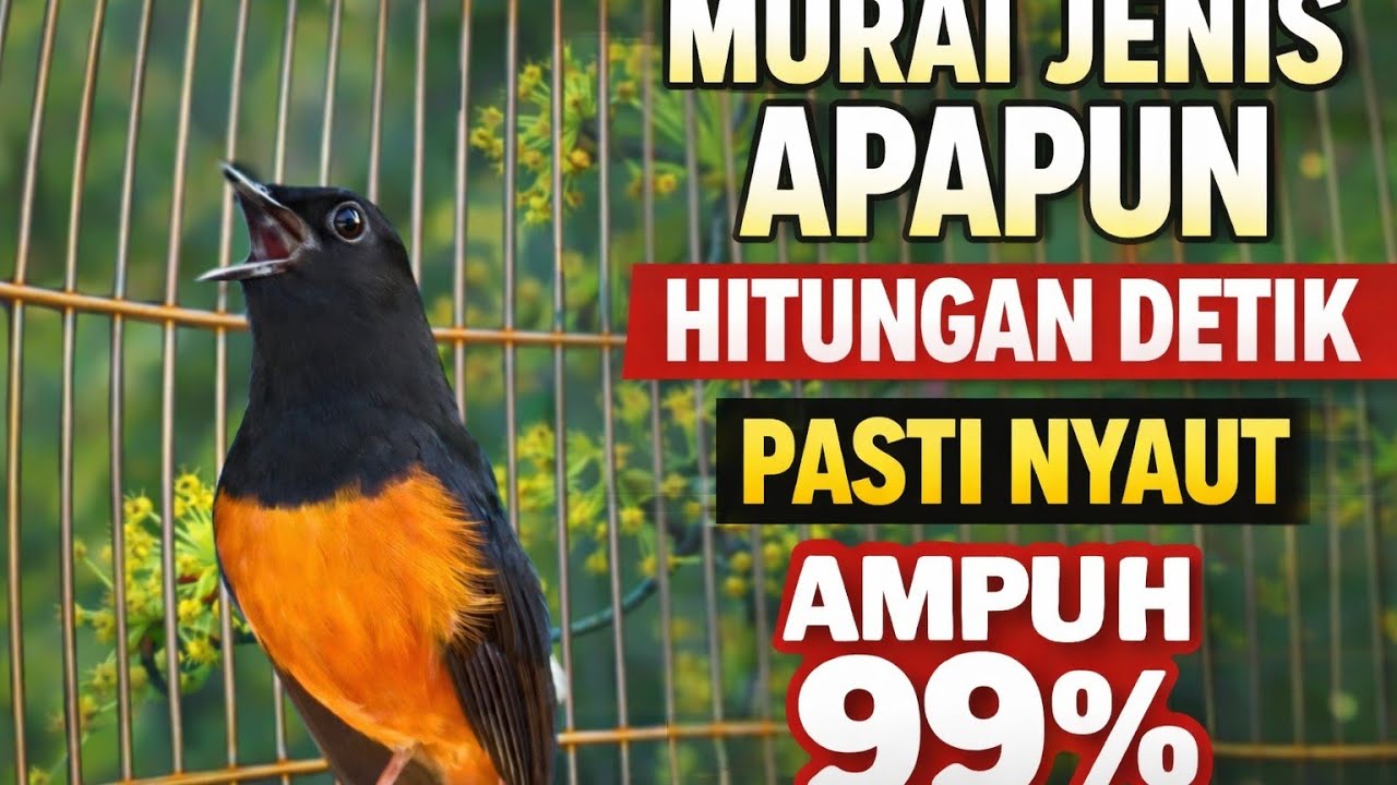 Murai Jenis Apapun Langsung Nyaut! Hitungan Detik Auto Gacor – Ampuh 99%
