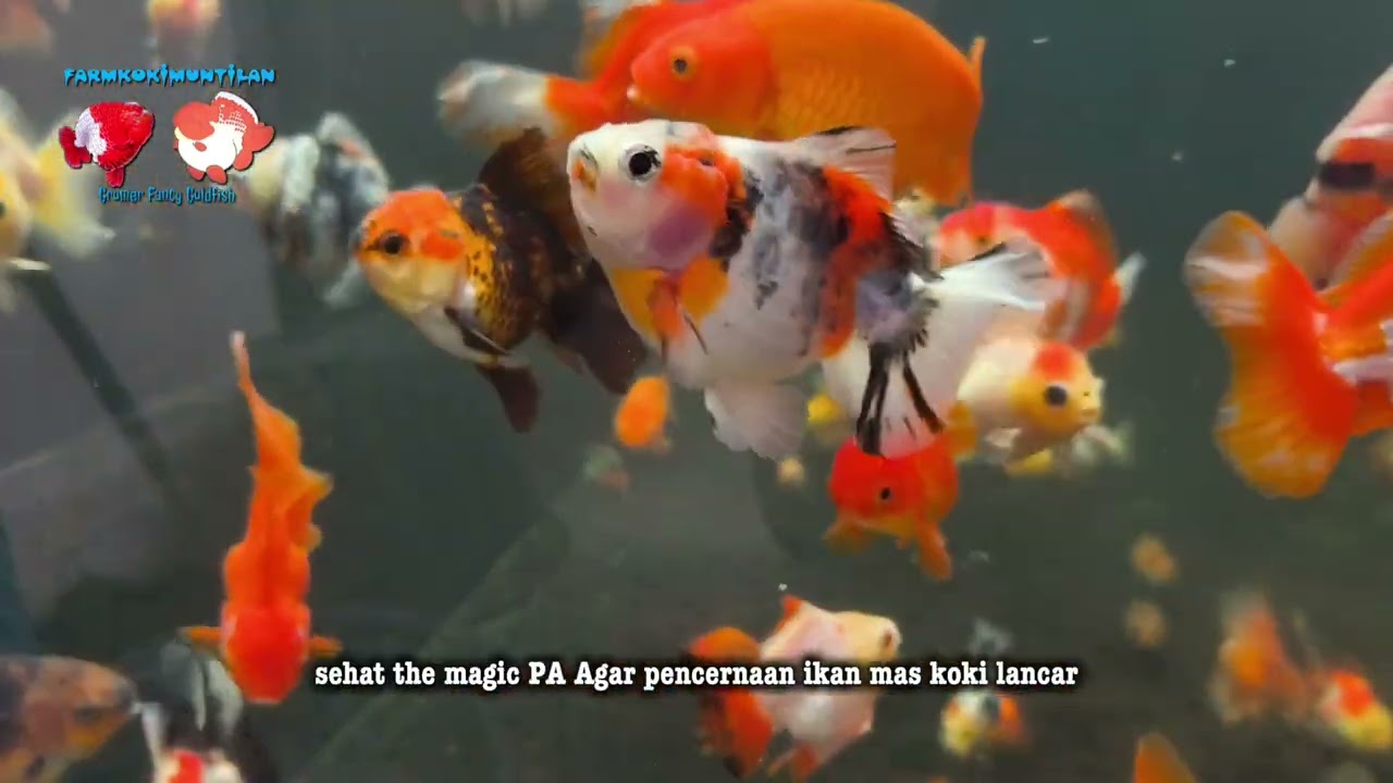 Jangan Panik! Cara Mengobati Ikan Mas Koki yang Berenang Terbalik & Rahasia Dietnya