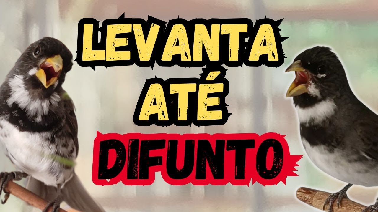 Destravar Coleiro Papacapim com esse Segredo