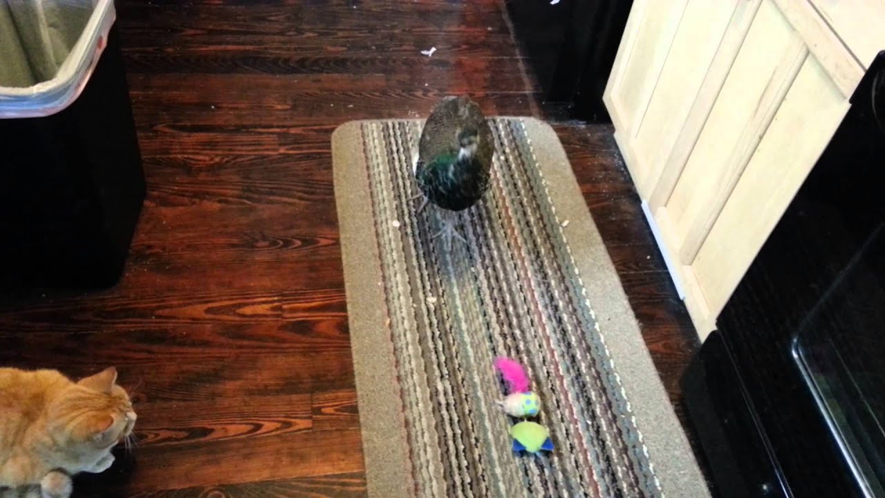 Gizmo plays with cat toys